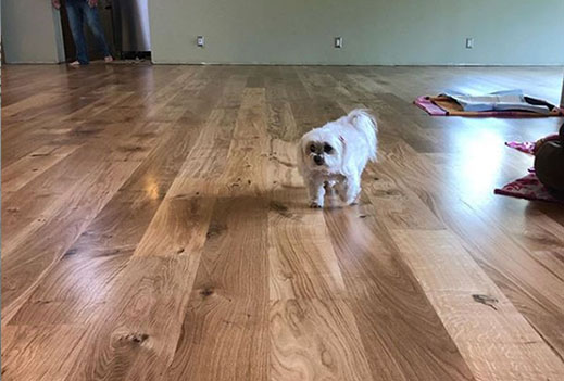 taking care of hardwood floors with pets | West Coast Floor Company, Napa, CA 94559